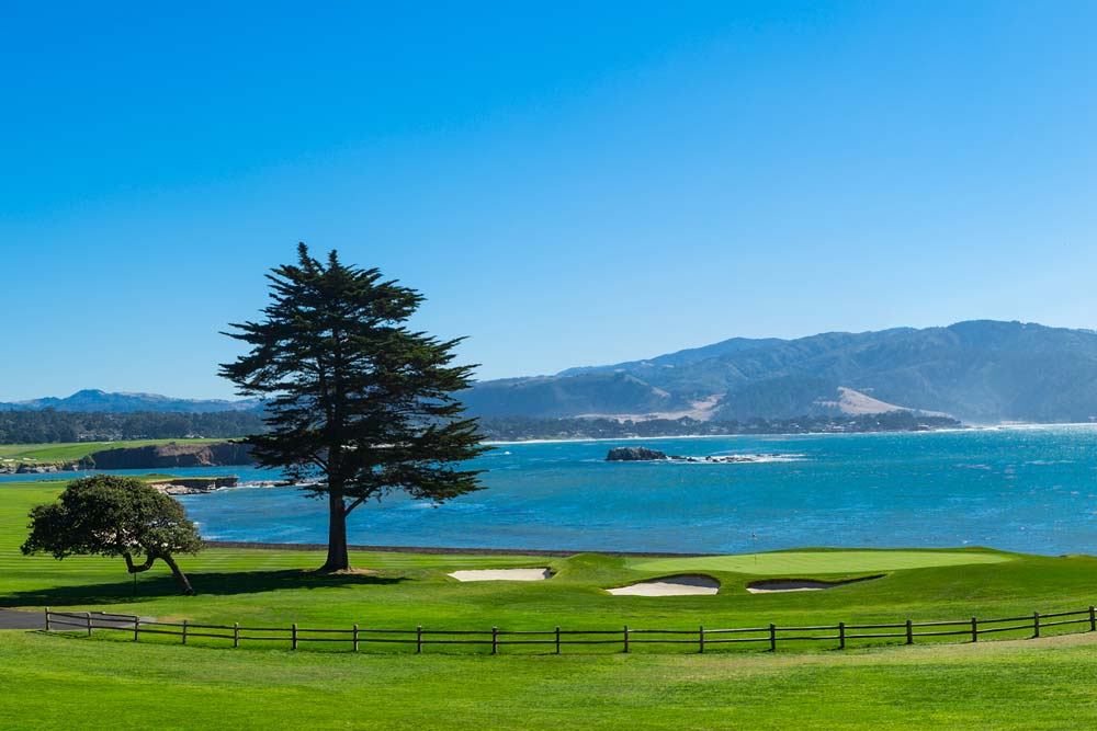 Golf course with a large tree and the ocean in the background